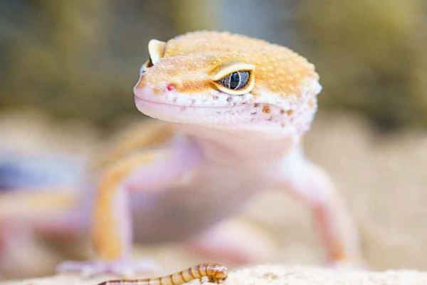 Chhipkali ka sir par girna