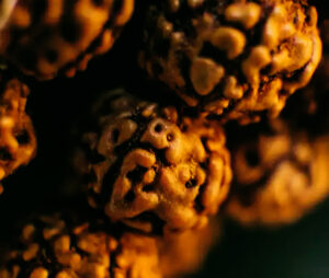 Five Mukhi Rudraksha