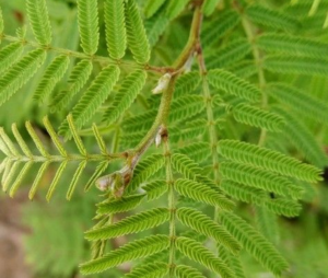 शमी का पौधा vastu shahtra ke anusar