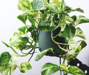 Money plant according to vastu shashtra 