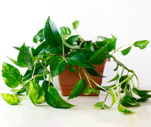 Money plant for money fortune