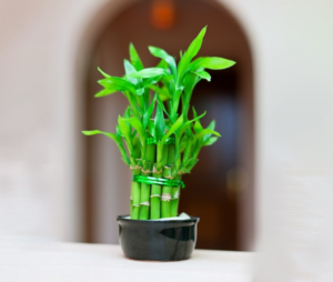 lucky bamboo plant