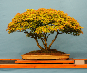 Bonsai plant