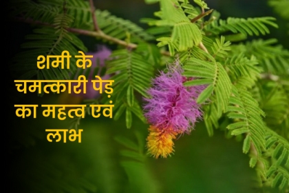 Benefit & Importance Of Shami Tree