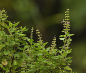 tulsi plant