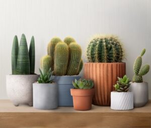Cactus Plants