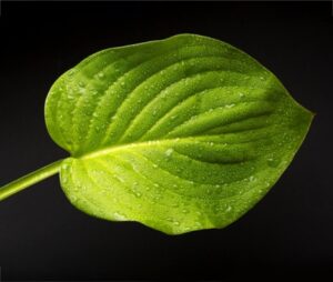 Leaf