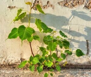 peepal plant in house