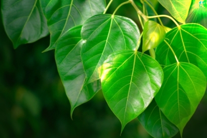Peepal Leaf