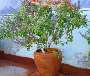 Tulsi Plant 