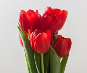 Vrishchik Sankranti puja vidhi