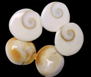 Five Gomti Chakra