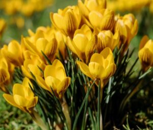 Utpanna Ekadashi puja vidhi