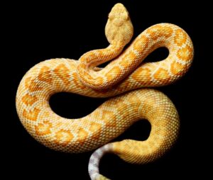 kundli me rahu hone ke lakshan 