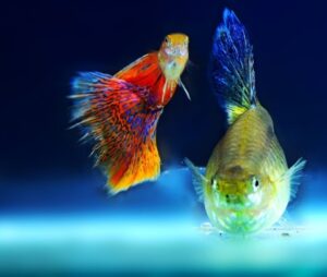 best pet for Virgo,fish