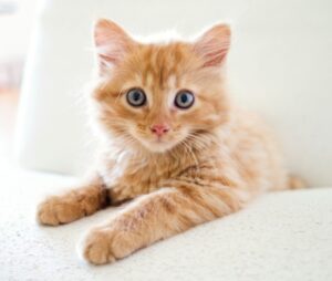 best pet for Taurus, cat