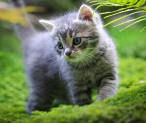 best pet for Scorpio, cat