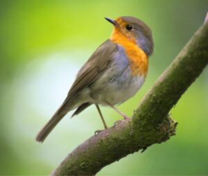 best pet for Libra, Bird