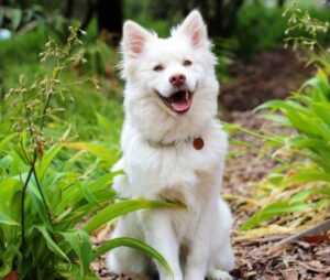 best pet for Leo, Dog