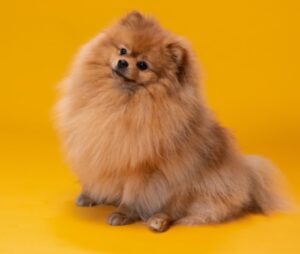 best pet for Gemini, dog