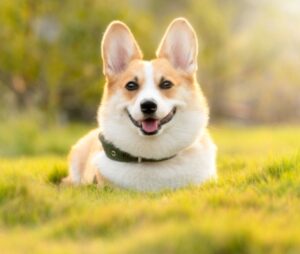 best pet for Capricorn, dog