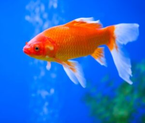 best pet for Aquarius, fish
