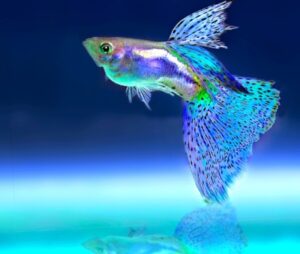 connection between animals and astrology, Fish