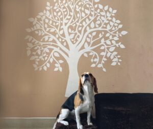 beagle dog