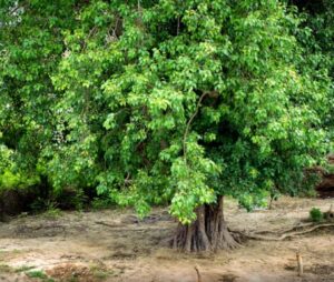 Peepal tree