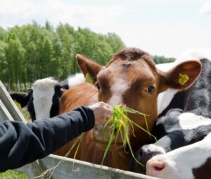 Gau Mata Ko khilate Huye