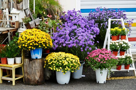 Best Flower For Zodiac Sign