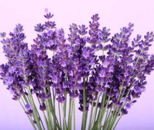 lavender
