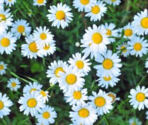 daisies