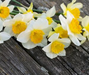 daffodils