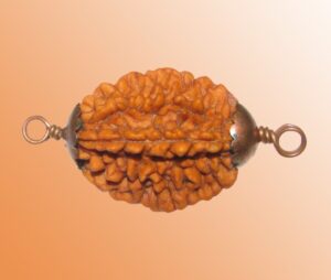 2 Mukhi Rudraksha