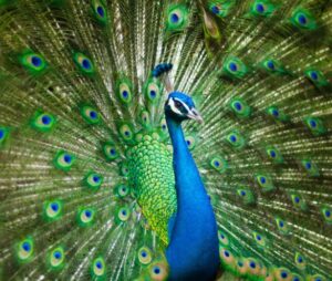 Peacock