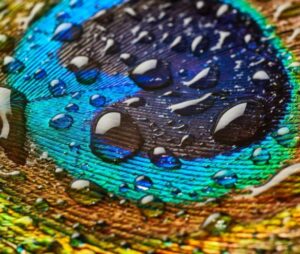 Rains and Lord Krishna's resemblance 