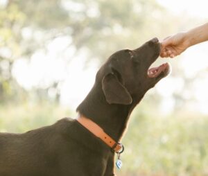 Feeding a four-legged animal