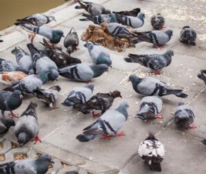 Ways to avoid the outbreak of Rahu