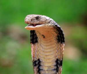 snake pick up the fun