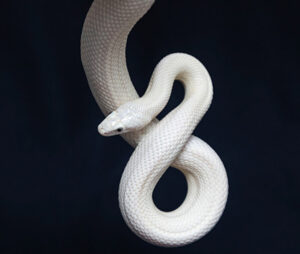 White Snake
