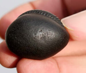 Shaligram Shila