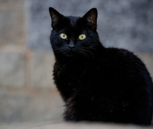 Black Cat
