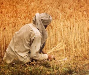 Farmer Cutting Crops