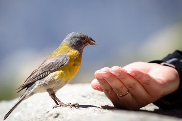 Astro Tips 2023 जानिए घर में किस पक्षी का आना देता है माँ लक्ष्मी को निमंत्रण