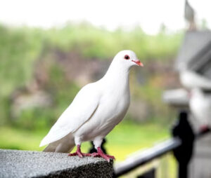 Pigeon
