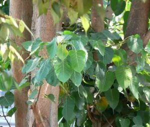 Peepal Tree