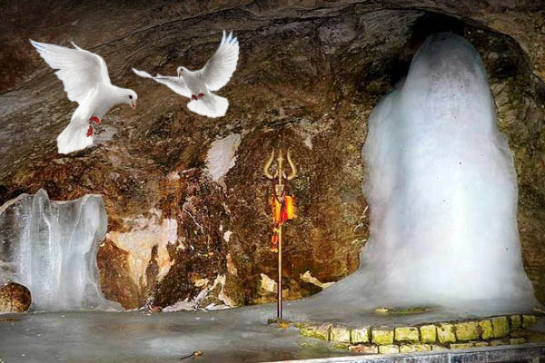Amarnath Pigeon's Story