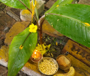 Banana Tree Puja