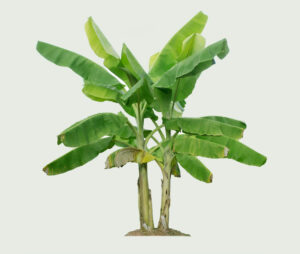 Banana Tree